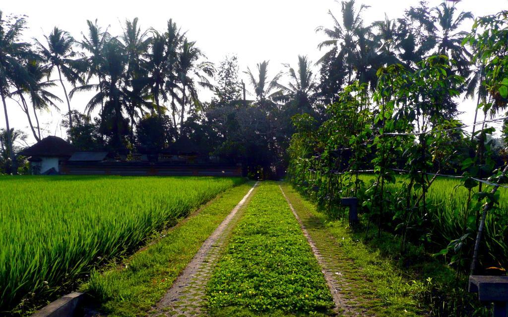 Villa Viola Ubud Eksteriør billede