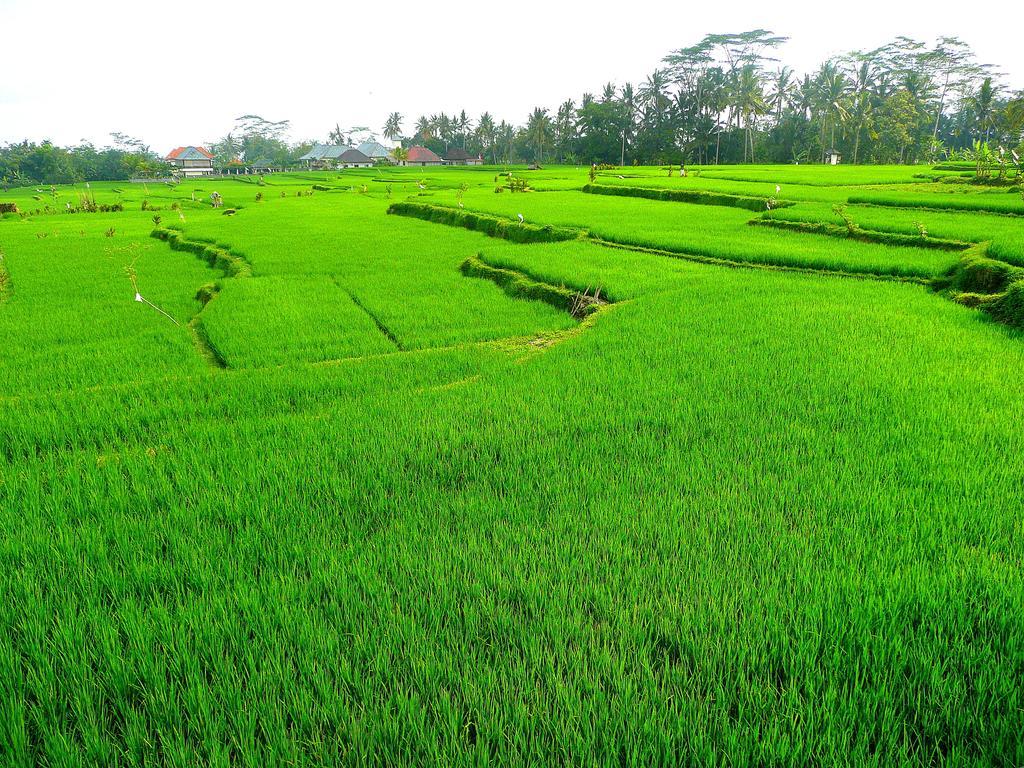 Villa Viola Ubud Eksteriør billede