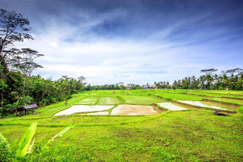 Villa Viola Ubud Eksteriør billede